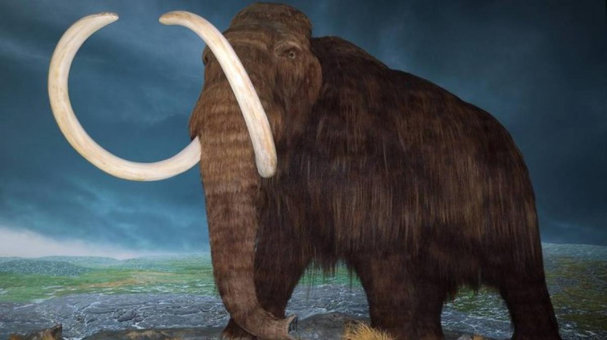 Das Mammut war viel weiter verbreitet als NOZ Das Mammut war viel weiter verbreitet als NOZ