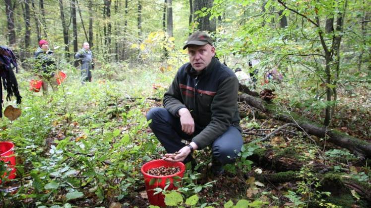 Revierförster Jens Meier prüft die Qualität der im Hasbruch geernteten Eicheln. Sie weckt Hoffnung auf ein gutes Gelingen der Eichenverjüngung in ausgewählten Bereichen des Waldes. 