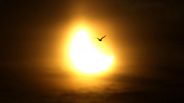 Eine Möwe fliegt an der grellen, partiell durch den Mond verdunkelten Sonne vorbei.  