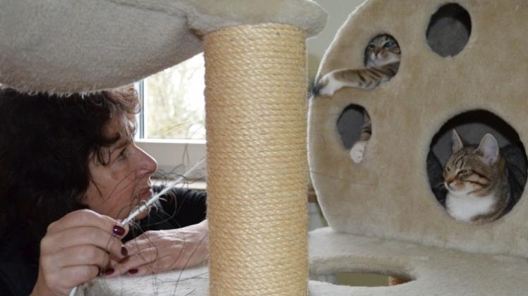 Die Tierschützer aus Delmenhorst und Umgebung kümmern sich liebevoll um Hunderte von Fundtieren. Die Tierschützer aus Delmenhorst und Umgebung kümmern sich liebevoll um Hunderte von Fundtieren.
