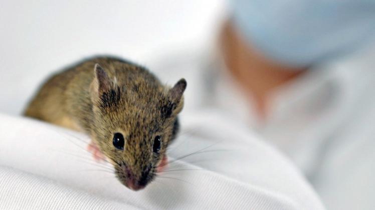 Handy-Strahlung kann zumindest bei Mäusen das Krebswachstum fördern. 