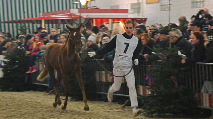 Hunderte Gäste werden zum Ganderkeseer Fohlenchampionat am 29. Dezember erwartet: Auch 2014 wurde die Vorstellung der Elitefohlen zu einem „Zuschauermagneten“. Archivfoto: Antje Cznottka Hunderte Gäste werden zum Ganderkeseer Fohlenchampionat am 29. Dezember erwartet: Auch 2014 wurde die Vorstellung der Elitefohlen zu einem „Zuschauermagneten“. Archivfoto: Antje Cznottka