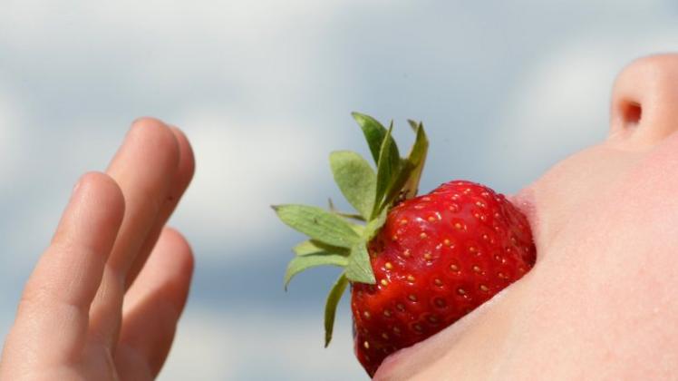 Lecker: Eine Erdbeerde, gewachsen auf einem Feld in Brandenburg. Nach Ansicht des Bauernverbandes könnte sich die Produktion wegen des Mindestlohns in Deutschlands aber mehr und mehr ins Ausland verlagern. 