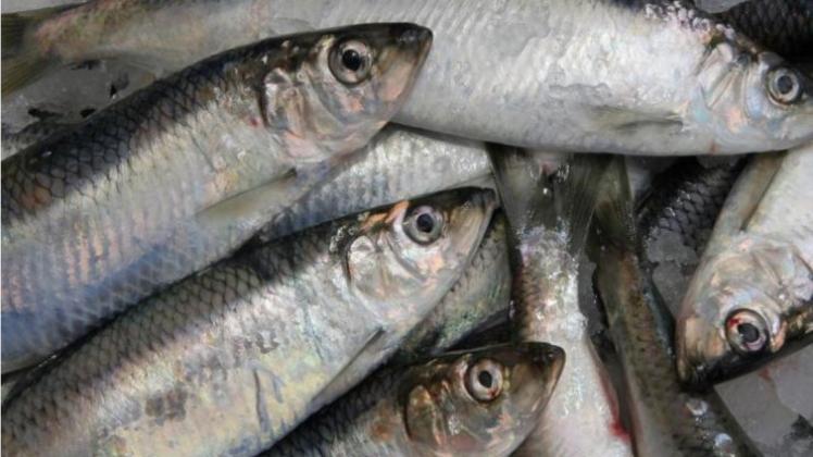 Minister der EU-Staaten haben über die Fischfangmengen für das Jahr 2016 entschieden. 