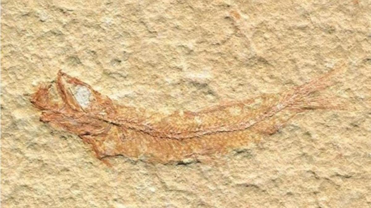 silbriger knochenfisch mit fettflosse kreuzworträtsel 5