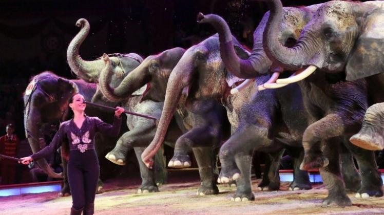 Dickhäuter auf den Graftwiesen in Delmenhorst: Jana Mandana präsentiert im Circus Krone eine Elefantendressur.