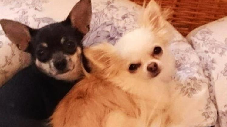 Chihuahua „Obi“ (rechts) ist in Delmenhorst von einem Pitbull attackiert und getötet worden. Gefährtin Amy ist seitdem sehr still und mag kaum noch fressen. 