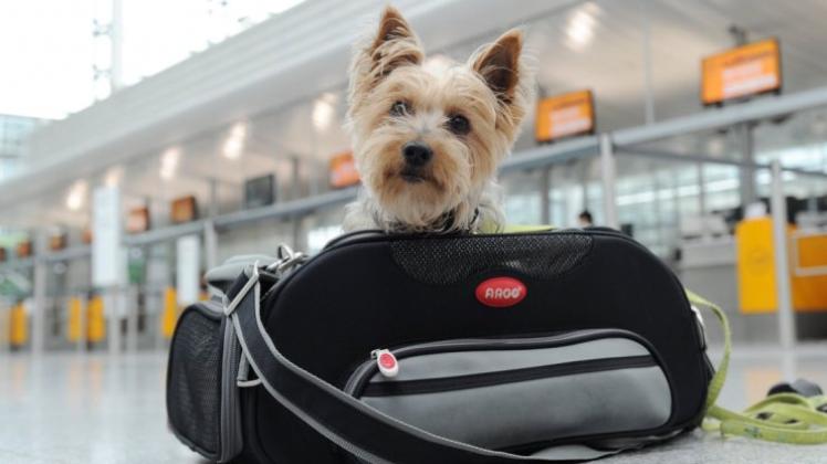Mit kleinen Hunden ist Fliegen noch relativ problemlos: Bis acht Kilo gehen sie als Handgepäck durch und dürfen mit in die Kabine.

            
