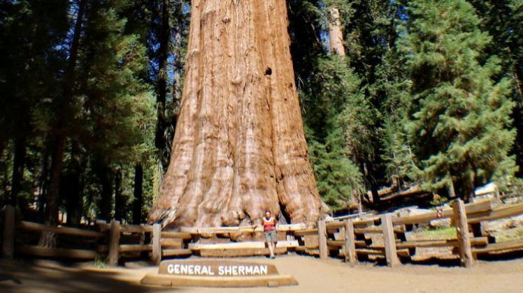 Die Maße des „General Sherman Tree“ sind gewaltig: Er ist knapp 84 Meter hoch, sein Durchmesser an der Basis beträgt 11,10 Meter. 