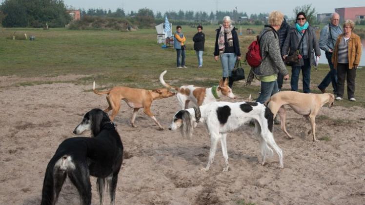 Auf der Freifläche der Tierpension von Ute Mahlstedt in Schönemoor tummelten sich am Sonntag, 4. Oktober, 40 Windhunde und ihre Halter. 