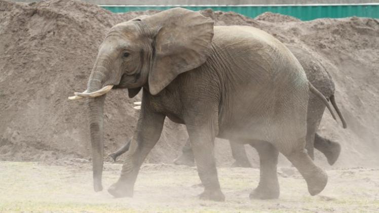 Elefanten-Kuh Baby wurde nachdem es einen Mann angegriffen hat an, von einem Zirkus an den Zoo Safaripark in Schloß Holte Stukenbrock übergeben.