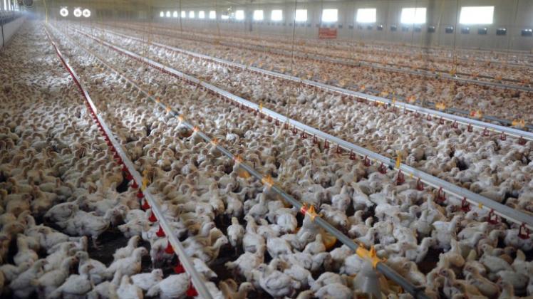 Bick in einen Maststall im Emsland: Haben zu viele Hühner Verletzungen an den Füßen, muss der Bestand künftig reduziert werden. 