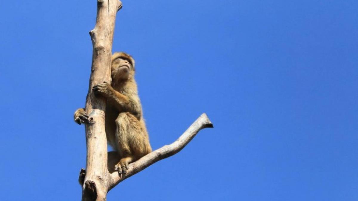 Betäubter Affe fällt in Zoo vom Baum und NOZ