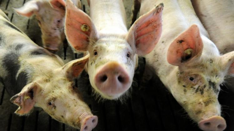 Pulverförmige Antibiotika, die vor allem in den Schweineställen eingesetzt werden, können in die Abluft geraten und so Auswirkungen auf die Umwelt und die in der Nähe lebenden Menschen haben. Pulverförmige Antibiotika, die vor allem in den Schweineställen eingesetzt werden, können in die Abluft geraten und so Auswirkungen auf die Umwelt und die in der Nähe lebenden Menschen haben.