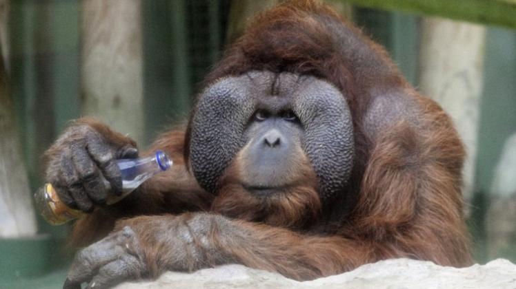 Der Zoo-Orang-Utan Buschi ist ein ganz besonderer Klimabotschafter. Foto Jörn Martens