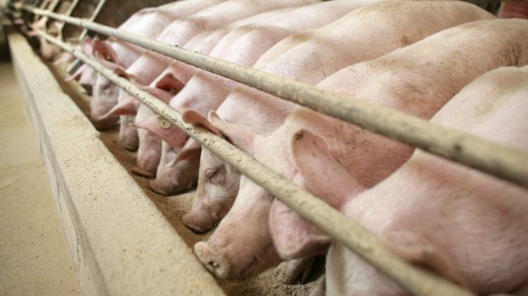 Pulverförmige Antibiotika, die vor allem in den Schweineställen eingesetzt werden, können in die Abluft geraten und so Auswirkungen auf die Umwelt und die in der Nähe lebenden Menschen haben. 