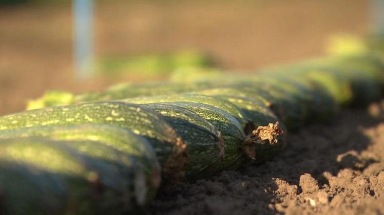 Sonderbare Welt: Zucchini werden in Südfrankreich auf Einheitlichkeit getestet. 