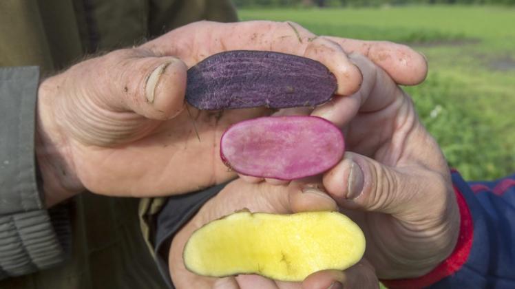 Zur Fußballweltmeisterschaft in Brasilien pflanzen fünf Osnabrücker Hobbybauern in Atter Kartoffeln in Schwarz-rot-gelb an. 