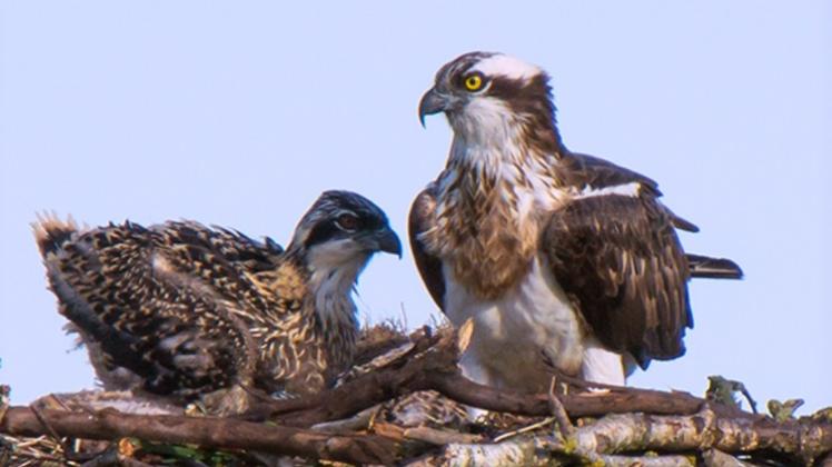 Jungvogel (links) und adulter (erwachsener) Adler auf dem Horst. Goldene Federränder und noch dunkle Augen verraten den Jungvogel. 