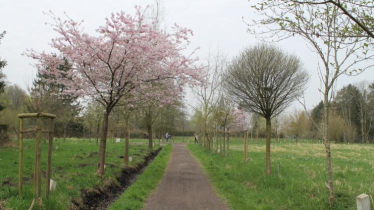 Riesenlinde in Heede wird NOZ