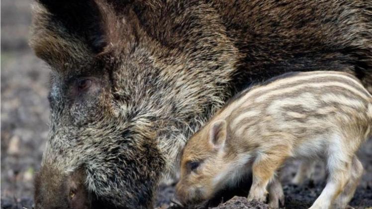 Auch 28 Jahre nach der Atomkatastrophe von Tschernobyl sind Wildschweine noch hoch radioaktiv belastet. 