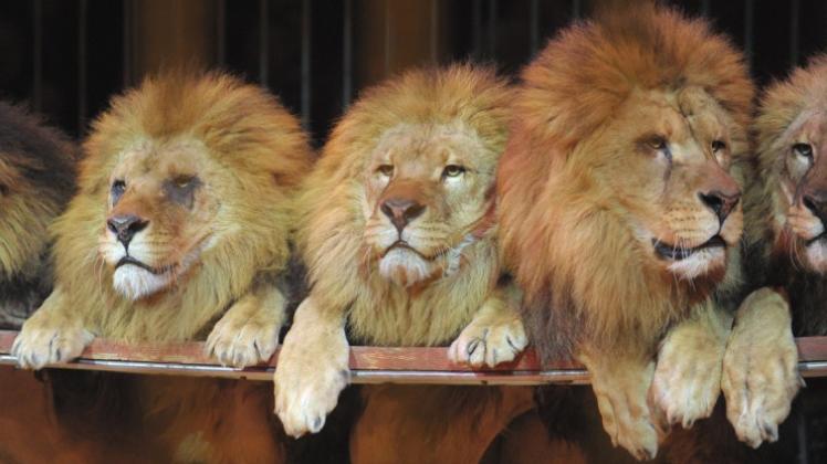 Sind Löwen im Circus Krone gestresst? Tierschützer wollen wilde Tiere aus der Manege verbannen. 