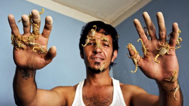 Afghanistan: Dr. Amir Shirzad posiert mit seinen Haustieren für einen Fotografen. Shirzad züchtet in seinem Haus über 400 Skorpione. Ihr Gift nutzt er für Medizin. 