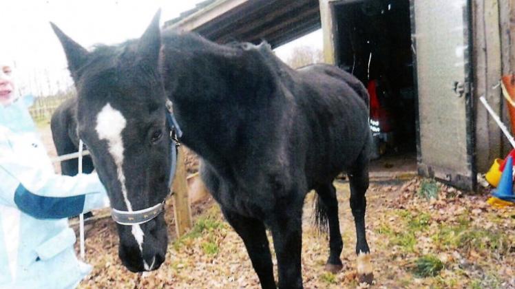 Die Knochen treten an der Stute, die der Tierschutzverein Lingen aus der Tierhaltung bei Klein Hesepe freigekauft hat, deutlich heraus. 