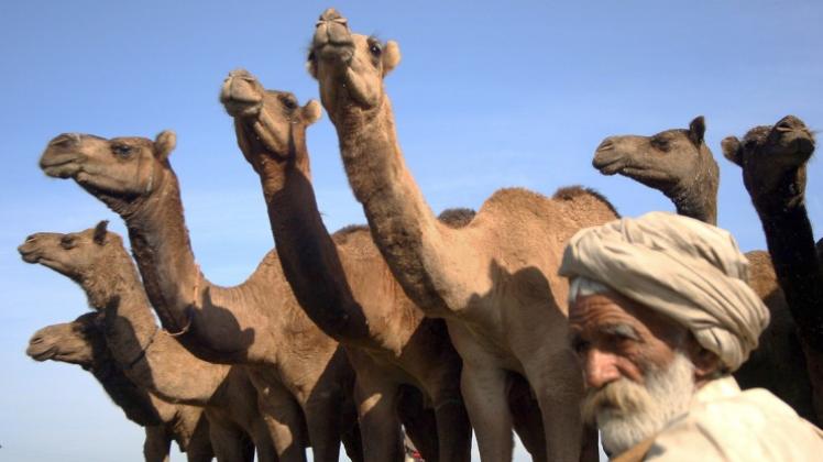 Sorgenvoll blickt dieser Kamelhirte in Rajasthan in die Zukunft – ob er auch künftig mit den Tieren seinen Lebensunterhalt bestreiten kann, ist fraglich.