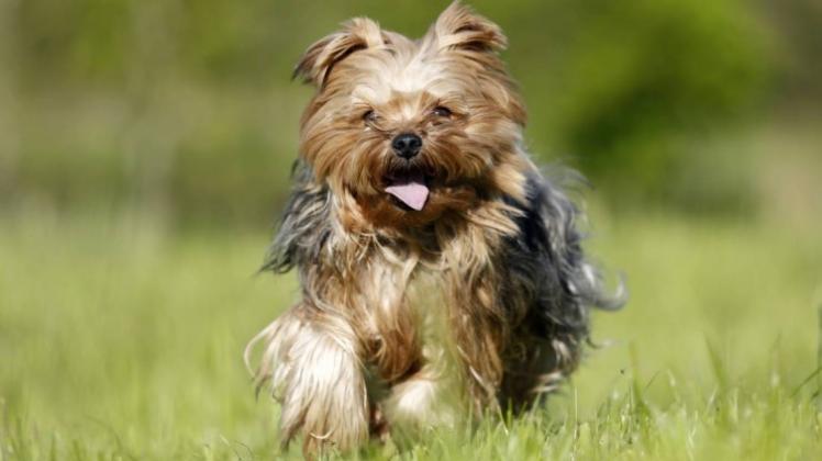 Für die gesamte Lebensdauer eines Yorkshire-Terriers fallen Kosten in Höhe von rund 35000 Euro an. 