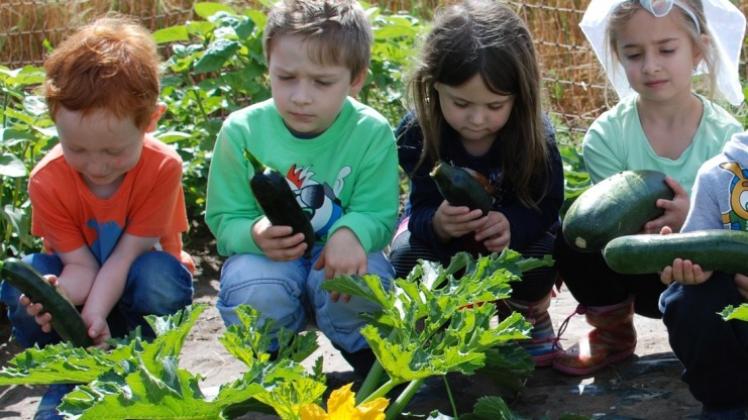 Mit Liebe pflegen die Kita-Kinder ihr Gemüse. Fotos:privat