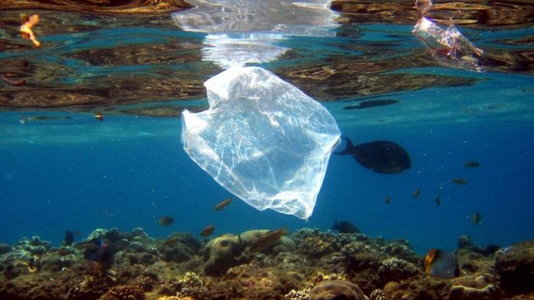 Viele Plastiktüten landen im Meer und werden dort zur Gefahr für Tieren. 