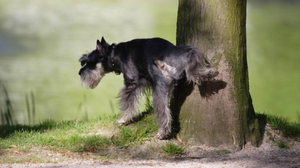 Hunde bevorzugen beim Pinkeln NOZ