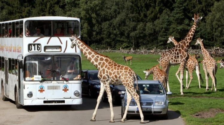 In Safari-Busssen entdecken Besucher des Serengeti-Parks die Gehege. Ein voll besetztes Fahrzeug wurde nun von einem Löwen angegriffen. 