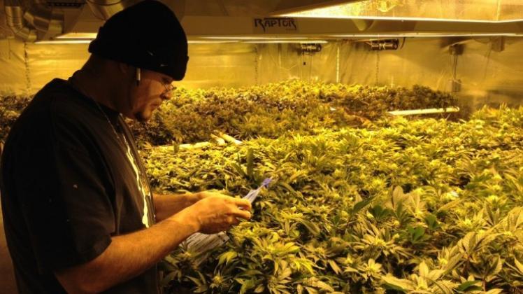 Chico Benjamin Suarez kontrolliert in Denver im US-Bundesstaat Colorado legal angebaute Marihuana-Pflanzen. Seit Marihuana im US-Bundesstaat Colorado legalisiert wurde, brummt dort das Geschäft mit dem «Gras». 