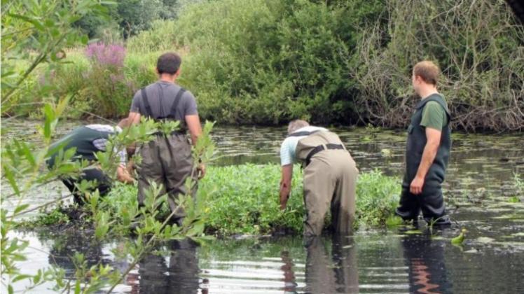 Mitarbeiter der Wasserwacht entfernen die Pflanze Großblütiges Heusenkraut aus dem Fluss Leda bei Detern in Niedersachsen. 