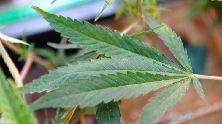 Das Kölner Verwaltungsgericht entscheidet, ob chronisch kranke Patienten die illegale Droge Cannabis zu Hause zu Therapiezwecken anbauen dürfen. 