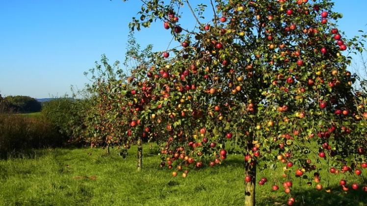 In Melle kann man am Nikolaustag Obstbäume