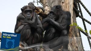 Im Zoo der Stadt Leipzig kann man viele Affen beobachten, zum Beispiel Schimpansen. 