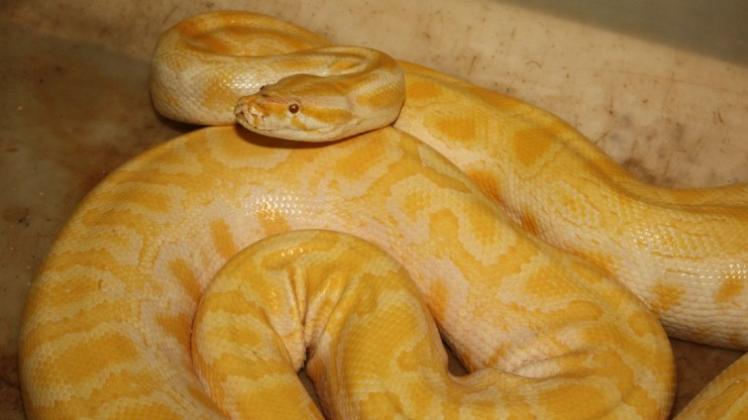 enorme tijgerpython in oosterbeek stelt experts voor... Kommentar: Kümmern!