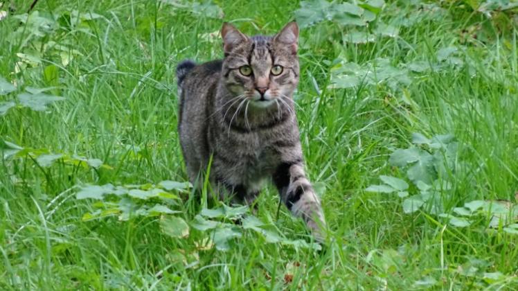Bei der umstrittenen Jagd auf Katzen im Nationalpark Niedersächsisches Wattenmeer soll nun auf das Töten der Tiere verzichtet werden. 