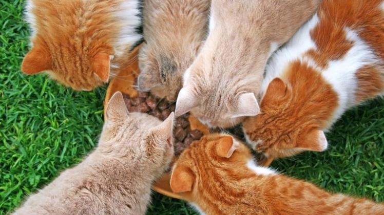 Katzenfamilie bei der Fütterung. 