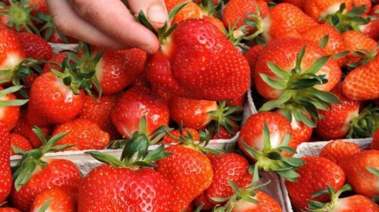 In den Erdbeerschalen, die in deutschen Lebensmittelgeschäften verkauft werden, finden sich nicht selten verdorbene oder schimmelige Früchte. 