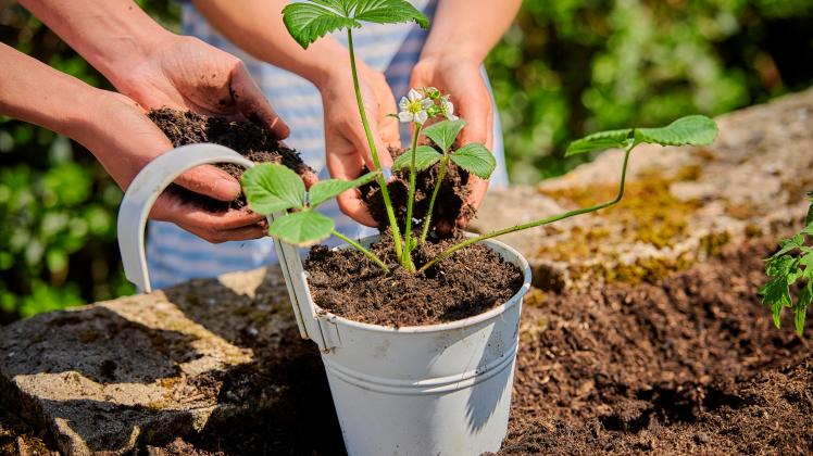 Die Kalte Sophie ist der Startschuss in die Gartensaison. Mit dem Kalte-Sophie-Markt will der Gewerbeverein zu einer tollen Gartensaison beitragen. (Symbolfoto) Mother with daughter putting soil in pot while planting strawberry plant in garden model released Symbolfoto property re