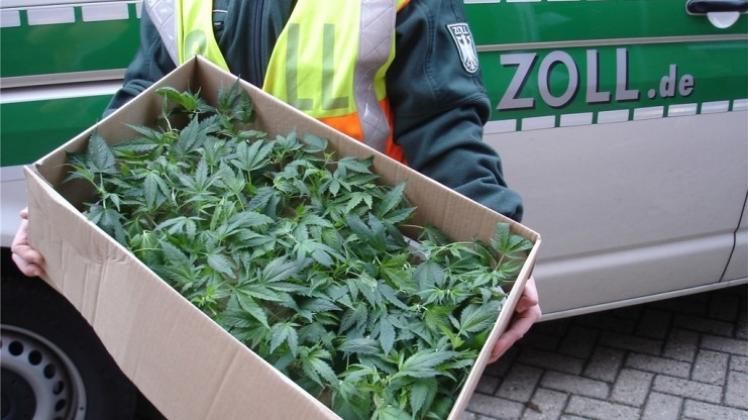 500 Hanfpflanzen hat der Zoll auf der Autobahn bei Schüttorf beschlagnahmt.
