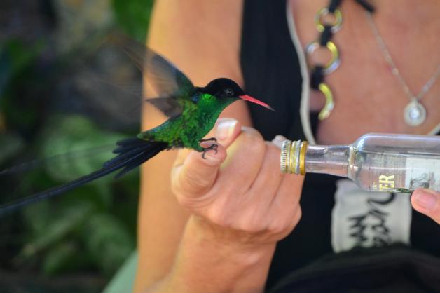 Punktlandung: Kolibris sind sehr beweglich. So zutraulich sind aber nur wenige der Vögel.