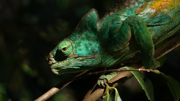 Das Chamäleon verändert seine Farbe. Das Chamäleon verändert seine Farbe.
