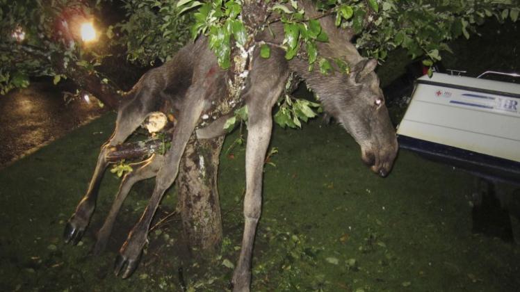 Betrunken hing der Elch im Baum. Betrunken hing der Elch im Baum.