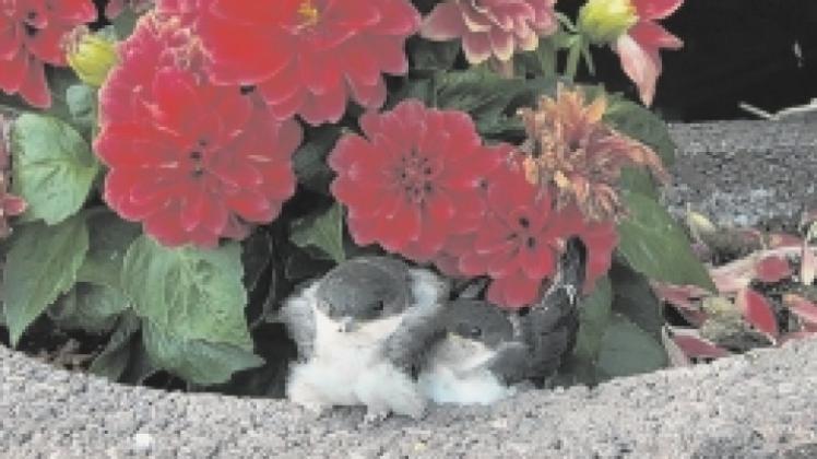 Im Ausguck: Ist das Nachwuchs von Tweety? Fotos: privat Im Ausguck: Ist das Nachwuchs von Tweety? Fotos: privat