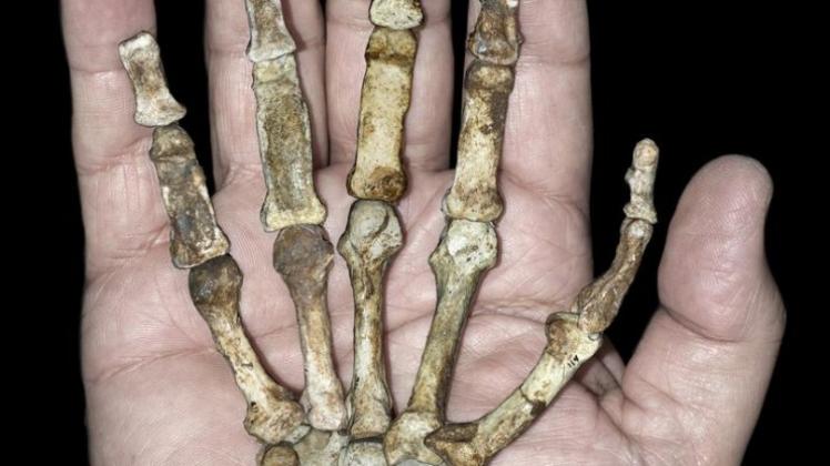Das Skelett der rechten Hand eines weiblichen Australopithecus sediba liegt auf einer «modernen» Hand (undatiertes Handout).